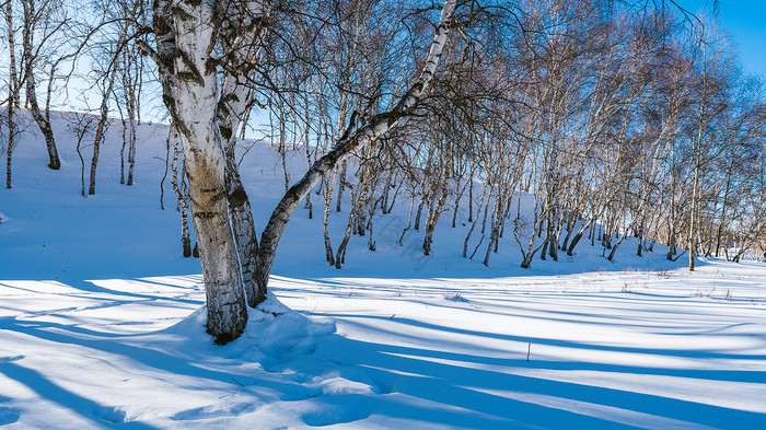 清晨草原雪地上的树影阳光图片