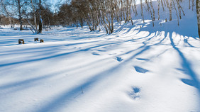 冬日草原雪地上的树影阳光