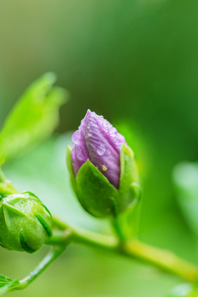 春天花朵花苞绿色