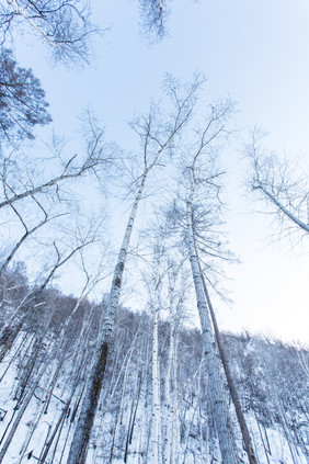 北方雪景白桦林大气清新广角摄影图片