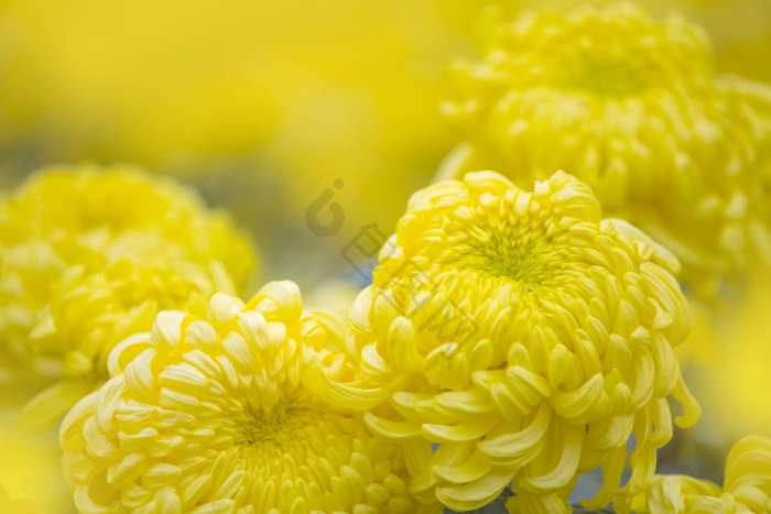 百花图片-百花图片模板