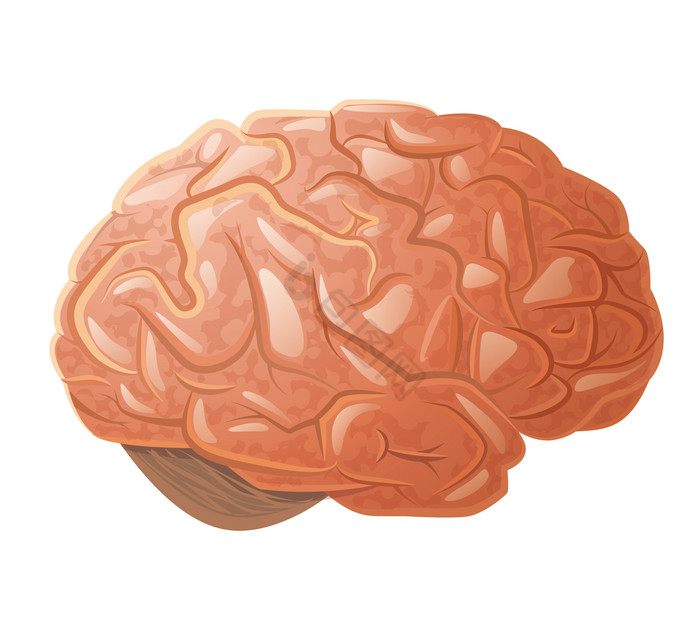 人体大脑人脑脑袋图片