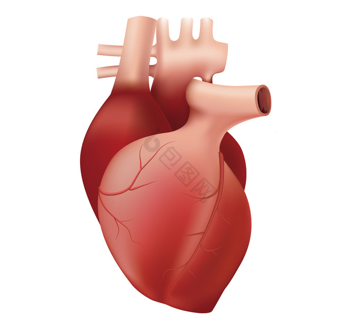 人体内脏心脏脏器图片