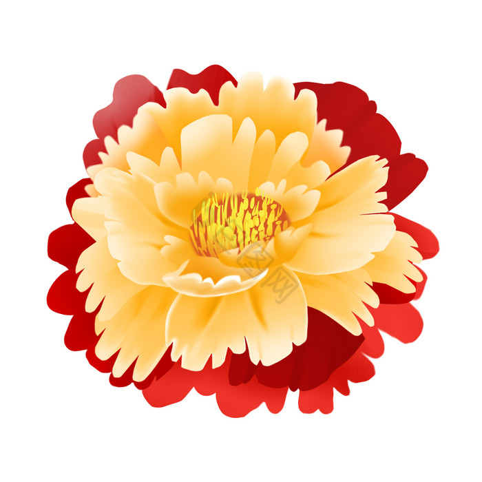 花开富贵牡丹花花朵