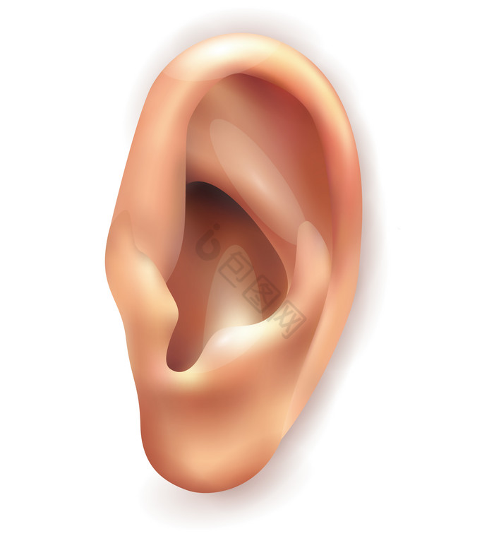 人体器官耳朵插画图片