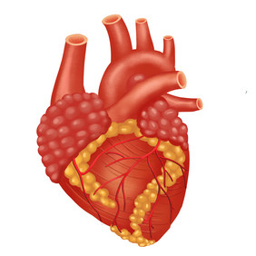 卡通手绘人体器官心脏图案元素