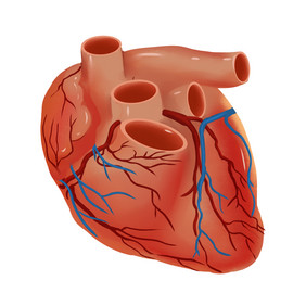 卡通手绘人体器官心脏插画