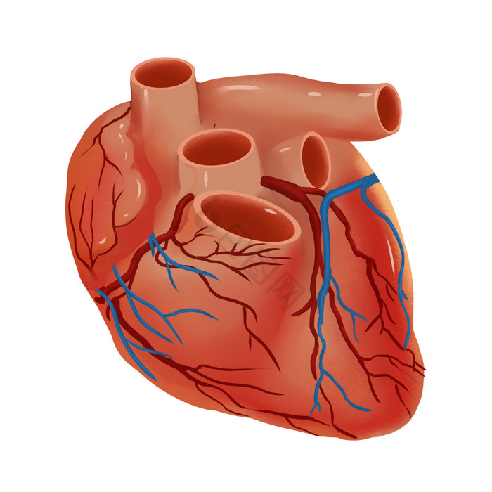 人体器官心脏插画图片