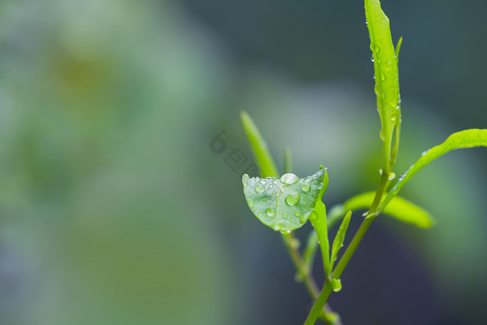 春天雨水树叶上的水滴图片