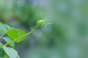 雨水水滴中的花朵