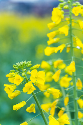 油菜花花束背景摄影图