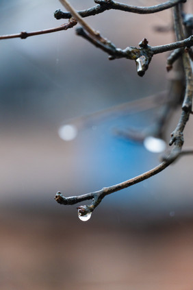 春雨树枝雨滴摄影图