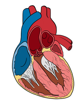 健康心脏心跳人体器官