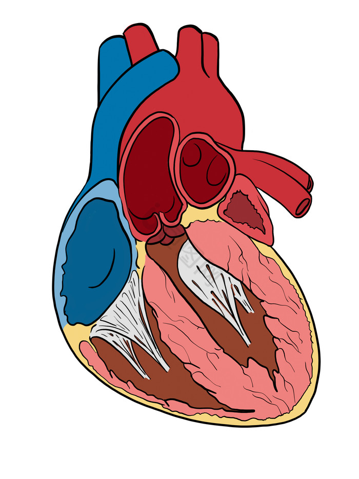 健康心脏心跳人体器官图片
