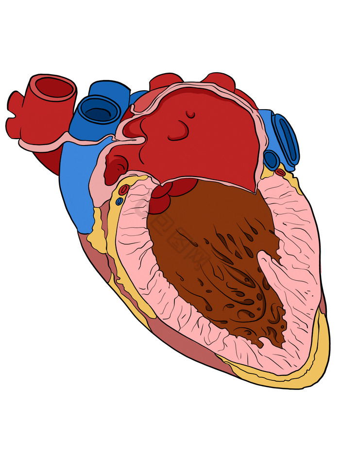 人体心脏心跳人体器官图片