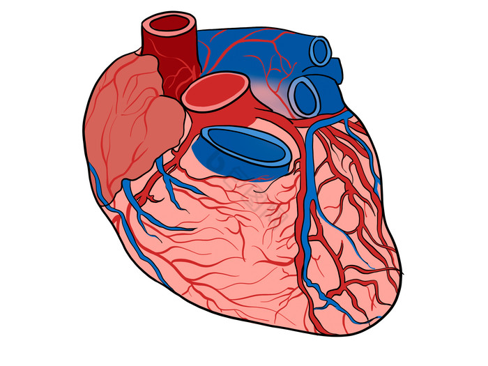 人体心脏心跳器官图片