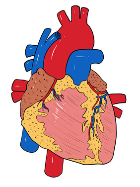 心脏心跳人体器官