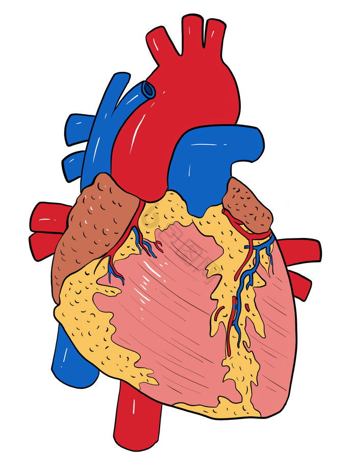 心脏心跳人体器官图片