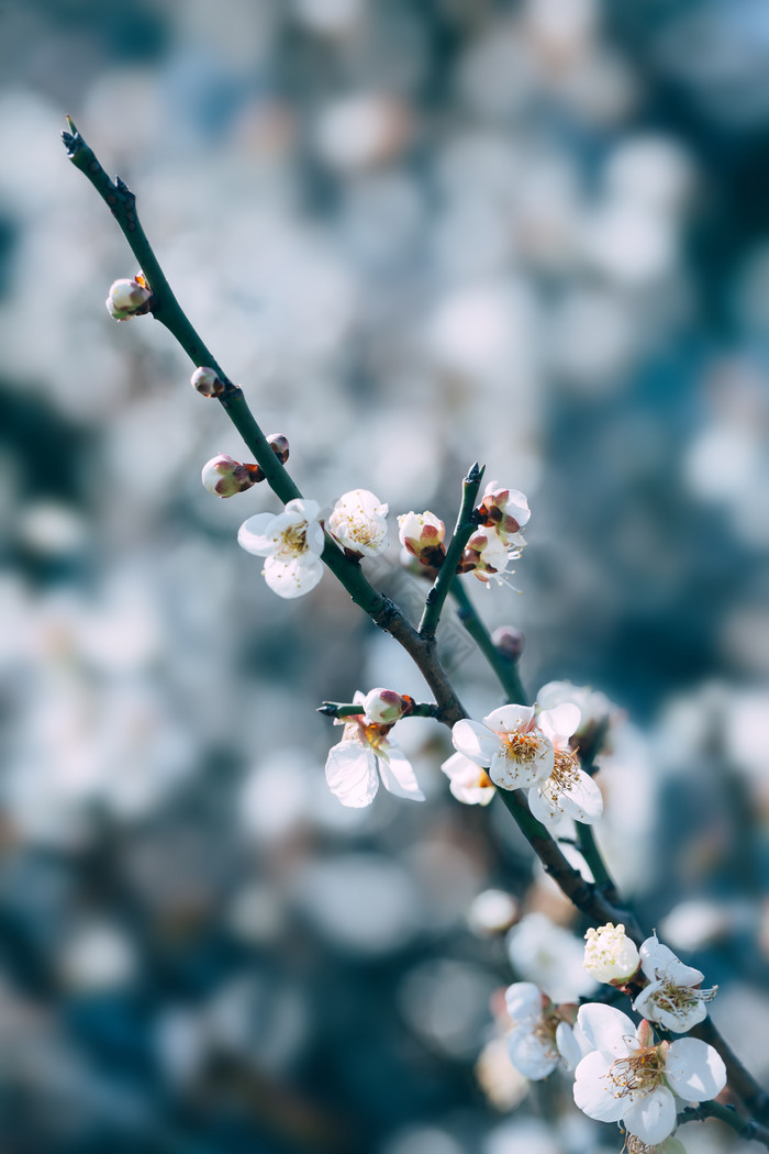 白色花朵梅花花枝图片