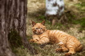 大树下晒太阳的橘猫