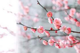 春天粉色花朵梅花花海