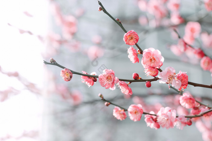 春天粉色花朵梅花花海图片