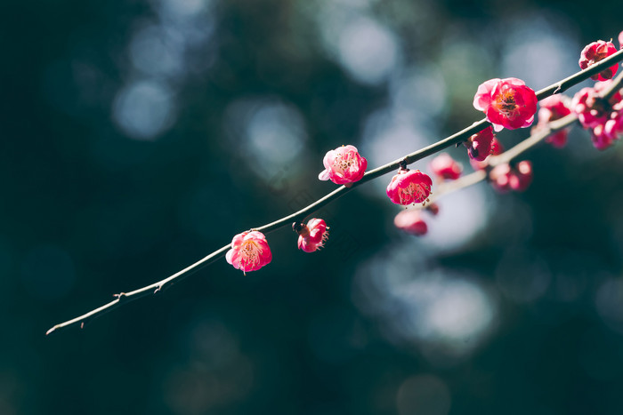 暗调简洁梅花花枝图片