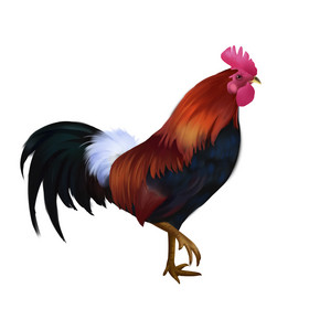 头像公鸡服装金铭男装logo标志vi打鸣的公鸡二维码年俗腊月二十七杀