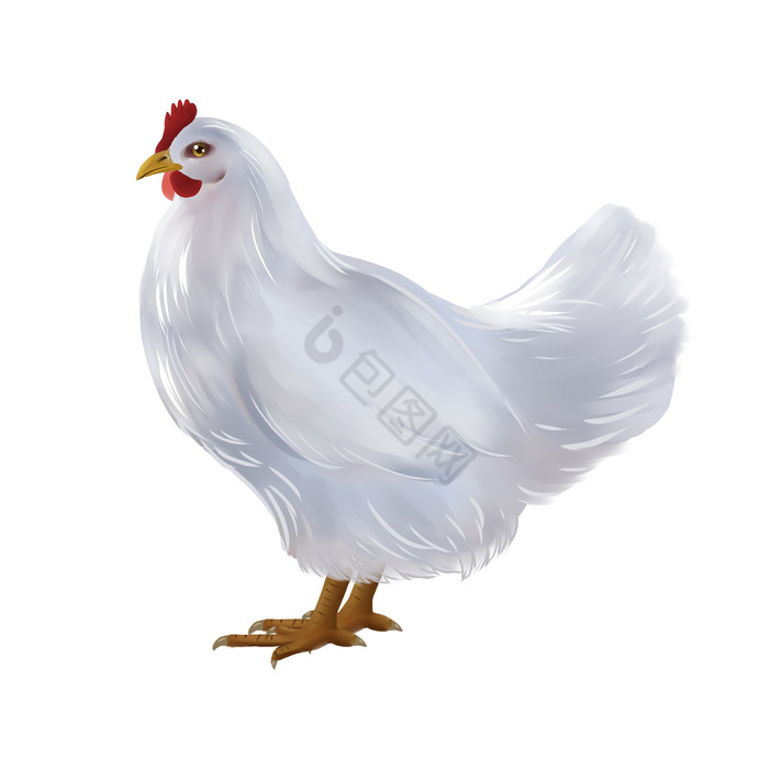 写实母鸡插画图片