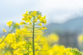 乡村油菜花特写摄影图