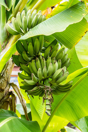 一串香蕉芭蕉