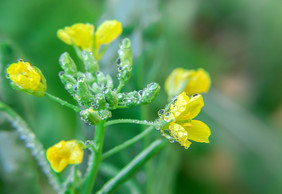 春天带雨露的油菜花