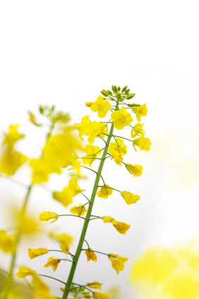 油菜花单枝简洁白底