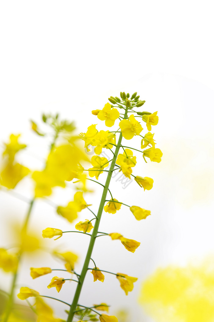 油菜花单枝简洁白底图片