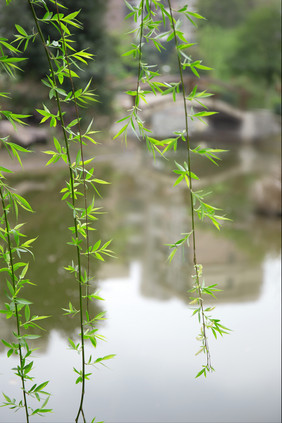 春天柳枝柳条新芽