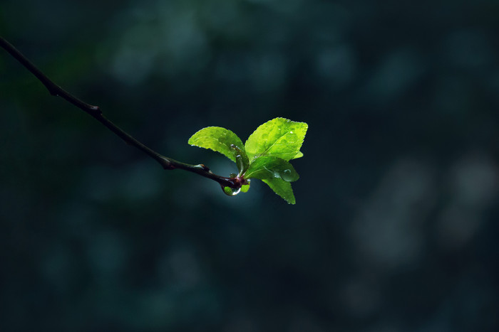 春天发芽树枝新叶暗调春天樱花发芽春天自然风景蓝天白云广告图春天