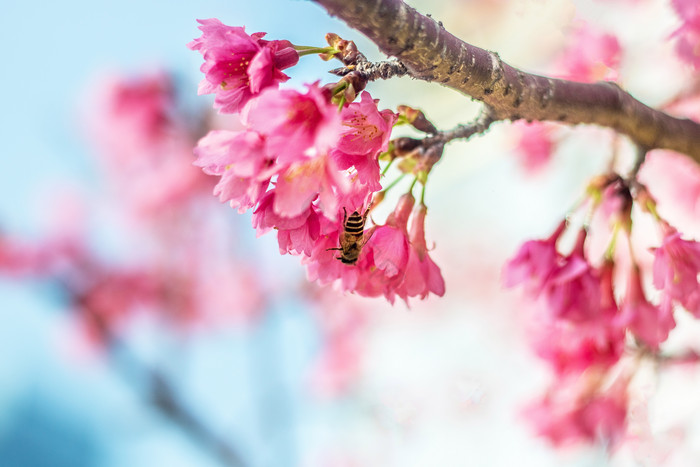 春天花丛里樱花里飞舞的蜜蜂摄影图片