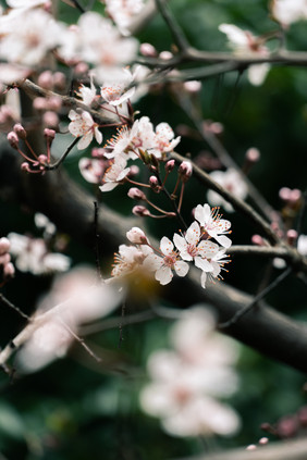 春天樱花树樱花盛开摄影图