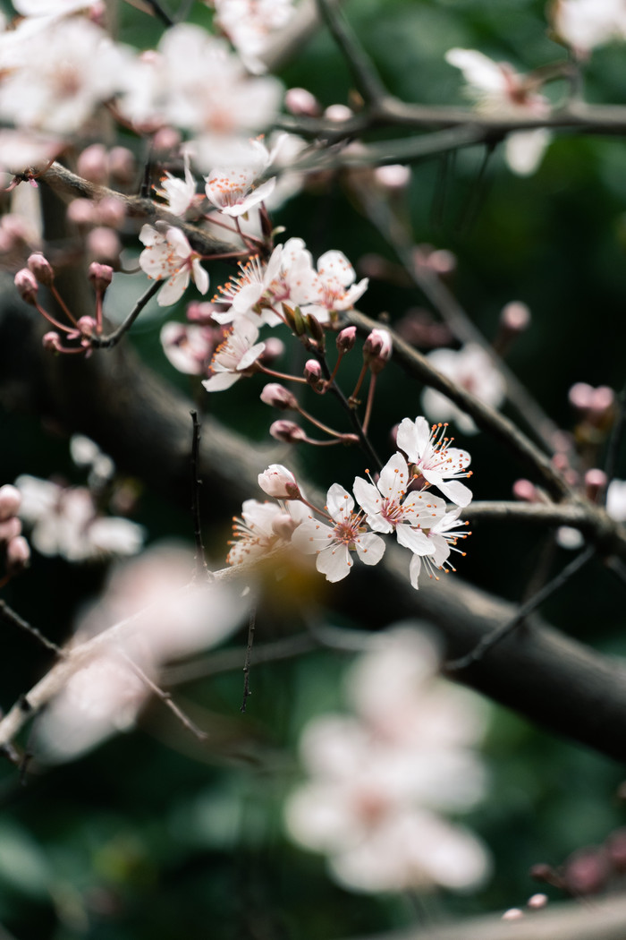 春天樱花树樱花盛开摄影图图片