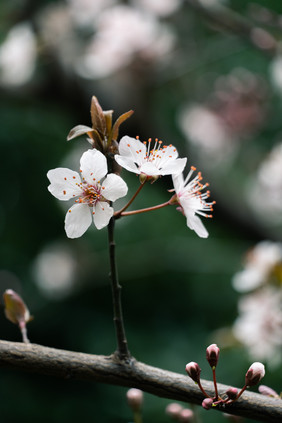 春天樱花发芽摄影图