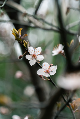 春雨过后樱花盛开花枝图