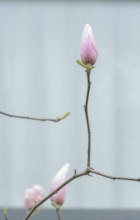 中国风玉兰花花枝花苞摄影图