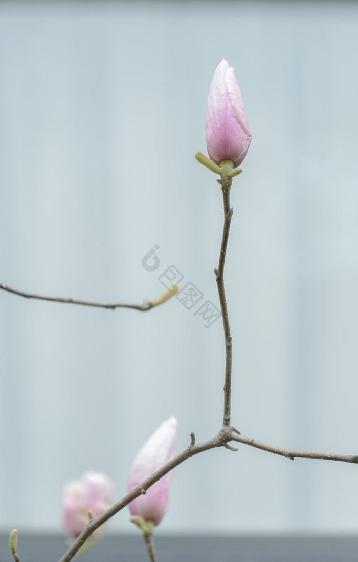 中国风玉兰花花枝花苞摄影图图片