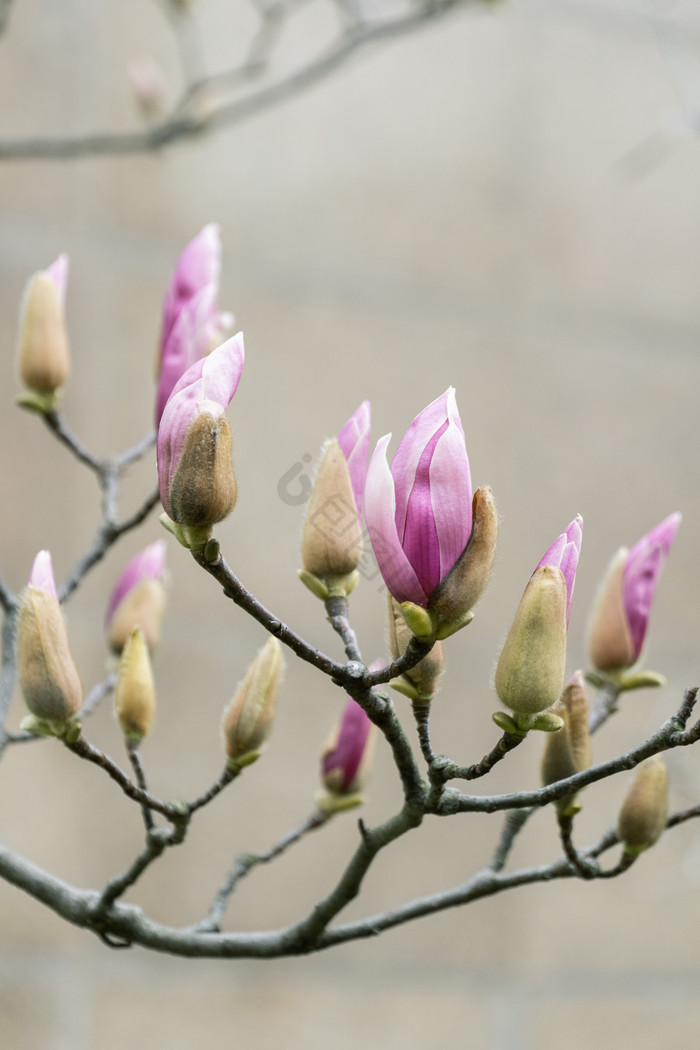 春天紫色玉兰花枝头背景图图片