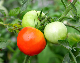 农田里生长的西红柿