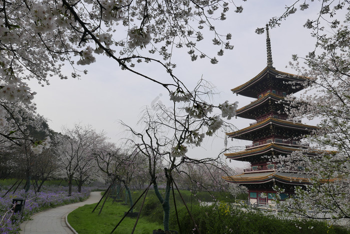 武汉樱花园五重塔自然风光图片