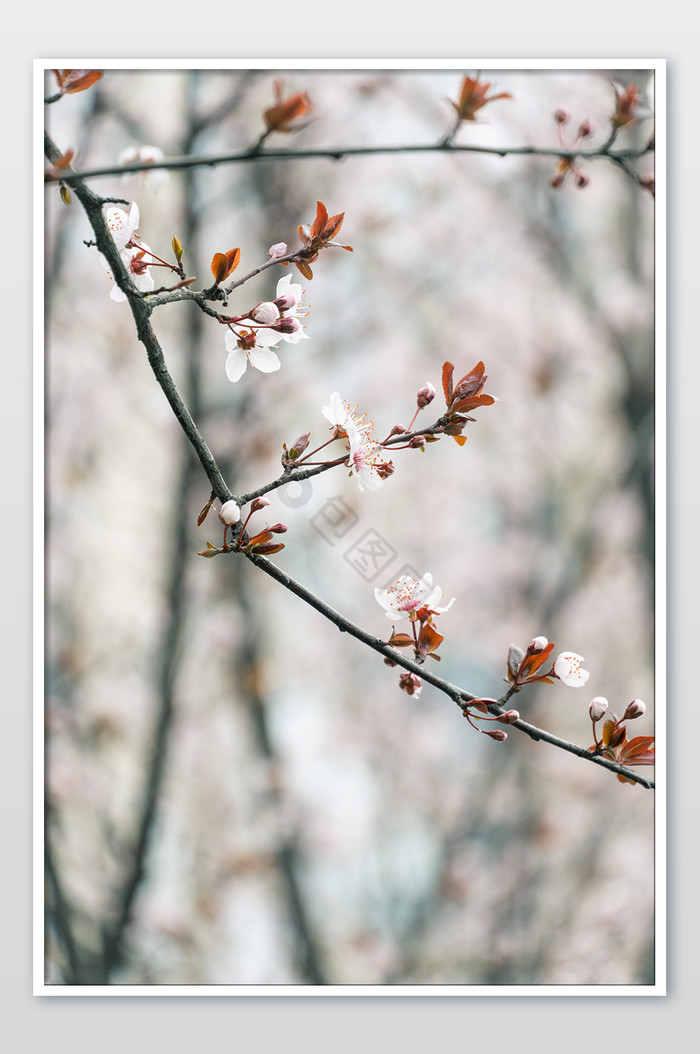 唯美日系樱花盛开摄影图图片