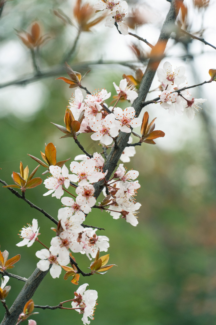 日系粉色樱花花枝摄影图图片