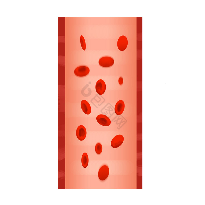 红细胞血管壁冠脉血管图片