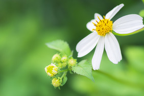 春夏天的小雏菊白花